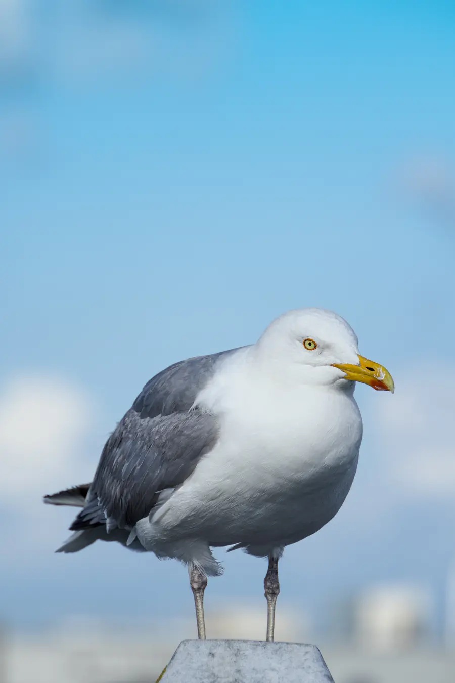 Netherlands · Texel